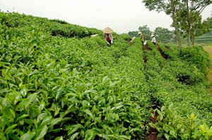 Chè Thái Nguyên: Tinh hoa văn hóa và kinh tế Việt