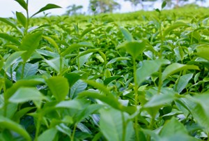 Cây chè - Động lực phát triển kinh tế nông thôn tại xã Mỹ Bằng