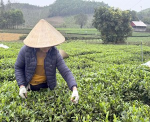 Thái Nguyên và bước chuyển mình từ VietGAP đến chuỗi giá trị chè hiện đại