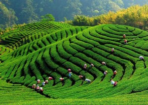 Hành trình đi tìm danh xưng cho trà Việt