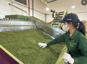 Từ B’Lao đến xu hướng mới của ngành trà Việt