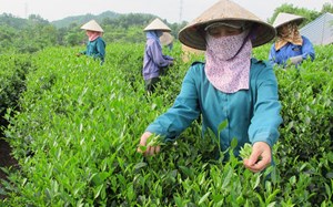 Xuất khẩu chè sang Anh tăng hơn 100% trong 9 tháng