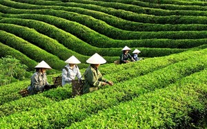 Cơ hội vàng cho chè Việt vươn tầm cao cấp