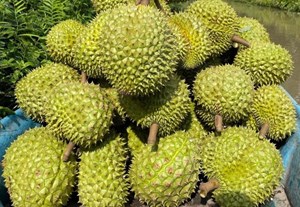 Cú hích từ năm Nghị định thư: Nông sản Việt mở rộng cánh cửa vào thị trường tỷ dân