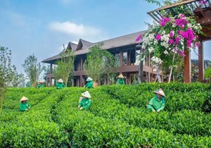 Công nghệ và chiến lược mới: Chìa khóa đưa Chè Thái Nguyên ra thế giới