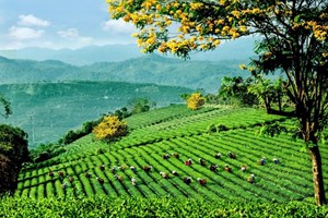 Khai phá thị trường Đức: Lợi thế chiến lược mới cho trà Việt Nam