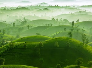 Nhiều mô hình sản xuất chè kết hợp du lịch trải nghiệm góp phần nâng tầm giá trị cây chè