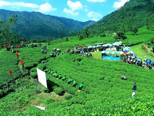 Chè Thái Nguyên: Hành trình trăm năm từ di sản văn hóa đến thương hiệu quốc gia