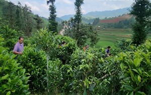 Khi chè Shan tuyết trở thành nông sản chủ lực ở Púng Luông