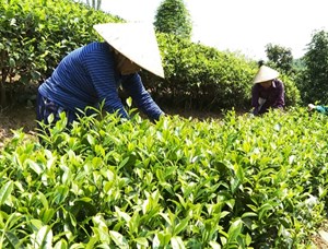 Vùng chè Thượng Minh chuyển mình bền vững từ Chương trình mục tiêu quốc gia