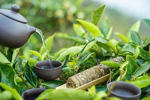 Chè shan tuyết Tà Xùa thăng hạng trong Top 20 Khởi nghiệp Quốc gia