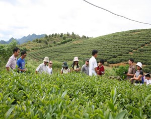 Chè Việt vươn tầm châu Âu: Cơ hội vàng mở rộng thị phần