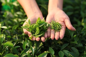 Chè Việt và cuộc cách mạng C/O trong kỷ nguyên FTA