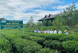 Vùng trồng: Chìa khóa xác thực giá trị của trà 