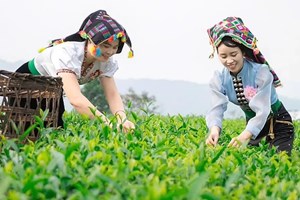 Xuất xứ số: Đòn bẩy FTA mới cho chè Việt