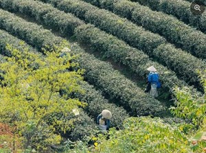 Cây chè: Sinh kế lâu dài của người dân xã Đường Hoa