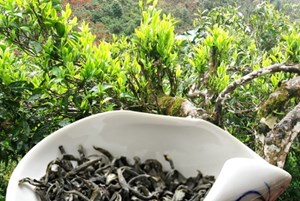 Chè Việt và bài toán chinh phục người tiêu dùng trung lưu