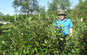 Bảo tồn trà Mã Dọ: Câu chuyện từ phòng thí nghiệm đến vườn ươm