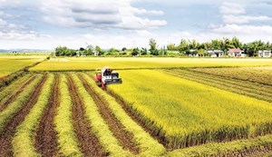 Bộ Tài chính đề xuất gia hạn miễn thuế sử dụng đất nông nghiệp đến năm 2030