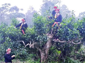 Shan tuyết Tuyên Quang: Di sản xanh trên bản đồ trà thế giới