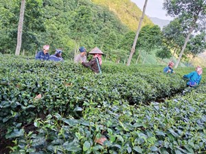 Phát triển cây chè gắn với giảm nghèo bền vững ở xã Bảo Yên