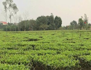 HTX Nông lâm nghiệp Bắc Sơn phát triển chè sạch gắn với truy xuất nguồn gốc