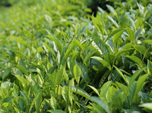 Bộ Công Thương vào cuộc tháo gỡ ùn ứ chè Việt Nam tại Pakistan