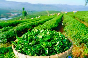 Chiến lược định danh lại chè Việt trên bản đồ thế giới