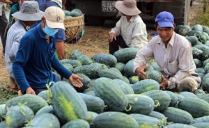 Dưa hấu chính ngạch vào Trung Quốc: Cơ hội mới cho nông sản Việt