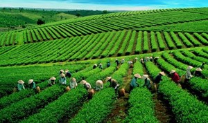 Xuất khẩu chè của Việt Nam: Một bước tiến mạnh mẽ trong năm 2024