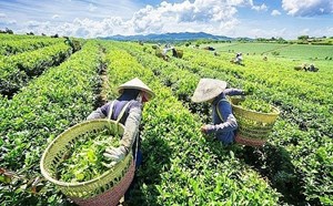Cuộc đua dẫn dắt tăng trưởng trên thị trường trà Việt Nam đến 2030