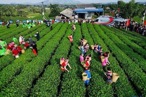 Trà Việt mùa Tết 2026: Sức bật từ văn hóa, lễ hội và thị trường