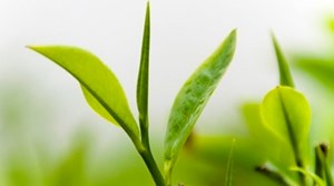 Chè búp Thái Nguyên: Hương vị truyền thống gắn kết tình thân