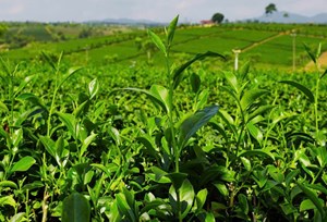 Lá chè: Kho báu tự nhiên trong dược liệu, thực phẩm chức năng và mỹ phẩm làm đẹp