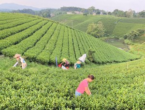 Gần 500 container chè Việt Nam được giải phóng tại cảng Karachi