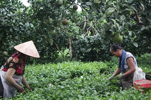 Hà Nội: Vùng chè Ba Vì kết nối nghề truyền thống đổi mới để phát triển bền vững
