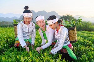 Sắc xuân trên vùng chè búp xanh Yên Thủy - Hòa Bình