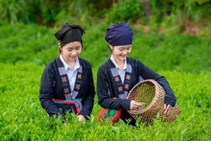 Thái Nguyên: Huyện Phú Lương chú trọng phát triển thương hiệu trà gắn với văn hóa trà