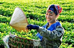 Hương Xuân trên những nương chè ở Thái Nguyên