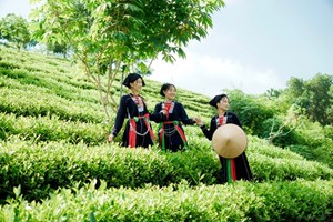 Thái Nguyên: Nâng cao giá trị cây chè và đời sống người làm chè ở Phú Lương