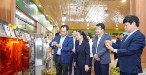 Thái Nguyên: Sớm mở rộng vùng chè tập trung quy mô lớn tại Tân Cương