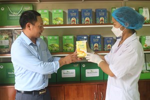 Phú Thọ: Nâng cao chất lượng sản phẩm “Trà Matcha Maika”