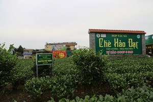 Nâng hàm lượng khoa học - công nghệ trong sản xuất chè ở Thái Nguyên