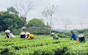 Thái Nguyên: Thành phố Sông Công  nâng tầm giá trị cây chè, văn hóa trà