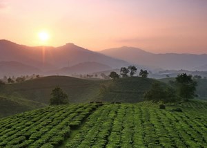 Bức tranh trong xanh, êm lành ở đồi chè Mỹ Thuận Phú Thọ