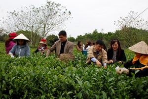Thái Nguyên: Huyện Đồng Hỷ chú trọng xây dựng nhãn hiệu tập thể "Chè Sông Cầu"