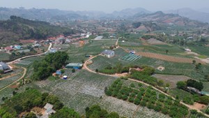 Doanh nhân Nguyễn Văn Nam “tiên phong” trồng giống cây dâu tây thành công ở Xuân Quế Cò Nòi 