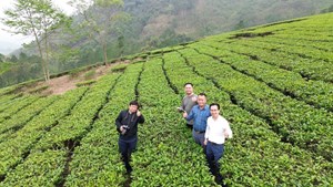 Trải nghiệm độc đáo tại đồi chè Đồng Tăng Thu Cúc “nơi cất giữ bình yên”