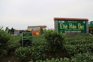 Thái Nguyên: Tạo dựng mã số vùng trồng gắn với sản xuất an toàn