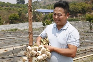 Hiệu quả từ mô hình trồng tỏi tía Sơn La trên đất đồi
